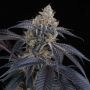 Perfect Tree Seeds Peach Lassi Smoke Buds Weed Ganja Skunk Dope Pot Images Pics Nuggets