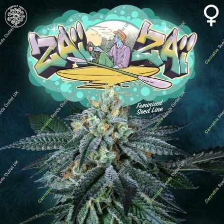 ZaiZai Feminized Marijuana Strain by Perfect Tree Seeds For Sale Online at Cannabis Seeds Outlet