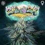 ZaiZai Feminized Marijuana Strain by Perfect Tree Seeds For Sale Online at Cannabis Seeds Outlet