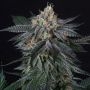 Perfect Tree Seeds ZaiZai Smoke Buds Weed Ganja Skunk Dope Pot Images Pics Nuggets