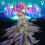 IN-Z-AIR Feminized Marijuana Strain by Perfect Tree Seeds For Sale Online at Cannabis Seeds Outlet