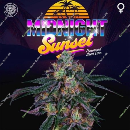 Midnight Sunset Feminized Marijuana Strain by Perfect Tree Seeds For Sale Online at Cannabis Seeds Outlet