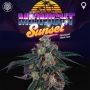 Midnight Sunset Feminized Marijuana Strain by Perfect Tree Seeds For Sale Online at Cannabis Seeds Outlet