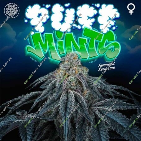 Puff Mints Feminized Marijuana Strain by Perfect Tree Seeds For Sale Online at Cannabis Seeds Outlet