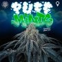 Puff Mints Feminized Marijuana Strain by Perfect Tree Seeds For Sale Online at Cannabis Seeds Outlet