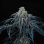 Perfect Tree Seeds Puff Mints Smoke Buds Weed Ganja Skunk Dope Pot Images Pics Nuggets