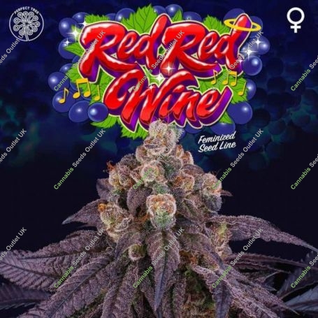 Red Red Wine Feminized Marijuana Strain by Perfect Tree Seeds For Sale Online at Cannabis Seeds Outlet