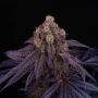 Perfect Tree Seeds Red Red Wine Smoke Buds Weed Ganja Skunk Dope Pot Images Pics Nuggets
