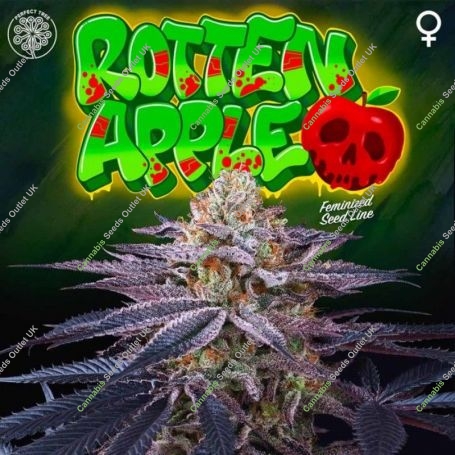 Rotten Apple Feminized Marijuana Strain by Perfect Tree Seeds For Sale Online at Cannabis Seeds Outlet