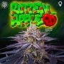 Rotten Apple Feminized Marijuana Strain by Perfect Tree Seeds For Sale Online at Cannabis Seeds Outlet