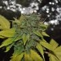 Grapefruit Diesel Feminized Marijuana Strain by Pheno Finder Seeds For Sale Online at Cannabis Seeds Outlet