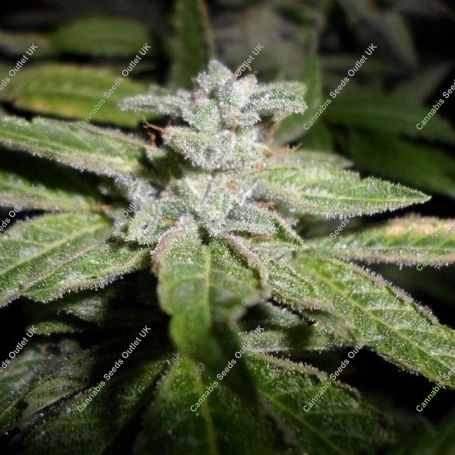 Fromage Blue Feminized Marijuana Strain by Pheno Finder Seeds For Sale Online at Cannabis Seeds Outlet