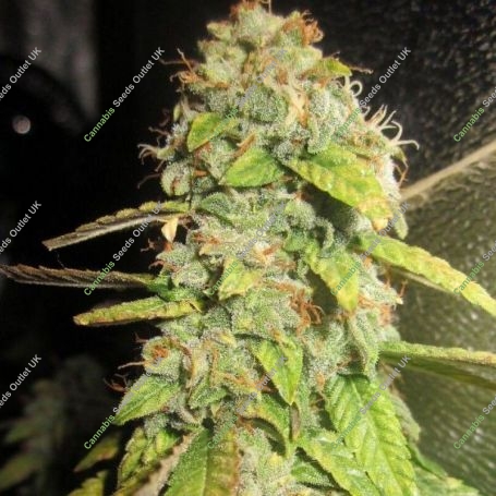 Notorious OG Feminized Marijuana Strain by Pheno Finder Seeds For Sale Online at Cannabis Seeds Outlet