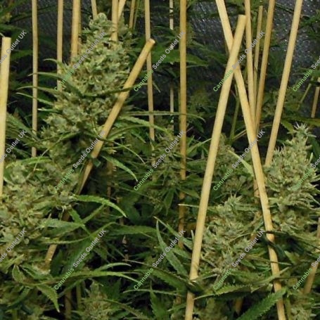 Lemon Bubble Feminized Marijuana Strain by Pheno Finder Seeds For Sale Online at Cannabis Seeds Outlet