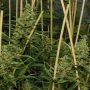 Lemon Bubble Feminized Marijuana Strain by Pheno Finder Seeds For Sale Online at Cannabis Seeds Outlet