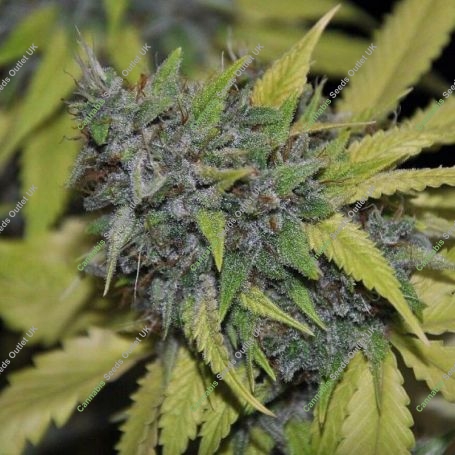 Grandaddy Confidential Feminized Marijuana Strain by Pheno Finder Seeds For Sale Online at Cannabis Seeds Outlet