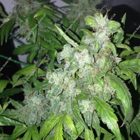 Lemon Bubble Auto Feminized Marijuana Strain by Pheno Finder Seeds For Sale Online at Cannabis Seeds Outlet