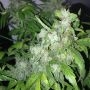 Lemon Bubble Auto Feminized Marijuana Strain by Pheno Finder Seeds For Sale Online at Cannabis Seeds Outlet