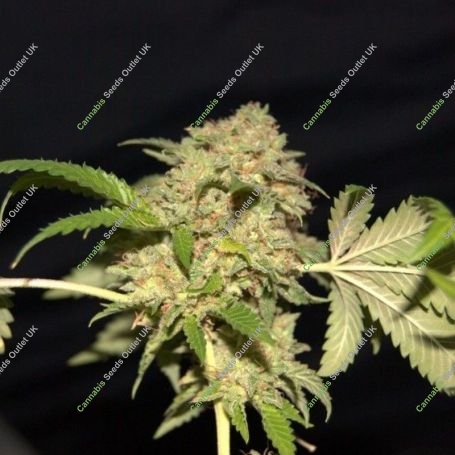 LA Fire Feminized Marijuana Strain by Pheno Finder Seeds For Sale Online at Cannabis Seeds Outlet
