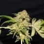 LA Fire Feminized Marijuana Strain by Pheno Finder Seeds For Sale Online at Cannabis Seeds Outlet