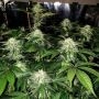 Pheno Finder Seeds LA Fire Smoke Buds Weed Ganja Skunk Dope Pot Images Pics Nuggets