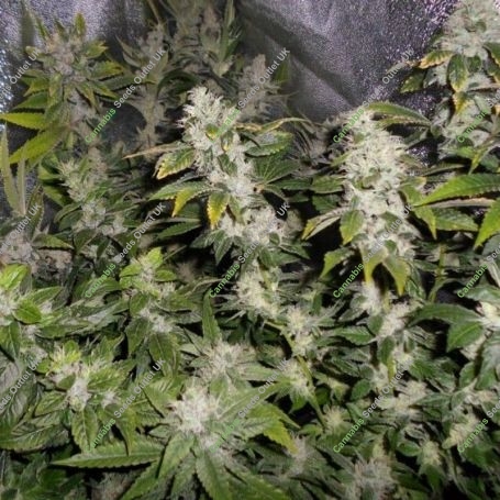Sour Walker Feminized Marijuana Strain by Pheno Finder Seeds For Sale Online at Cannabis Seeds Outlet
