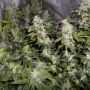 Sour Walker Feminized Marijuana Strain by Pheno Finder Seeds For Sale Online at Cannabis Seeds Outlet