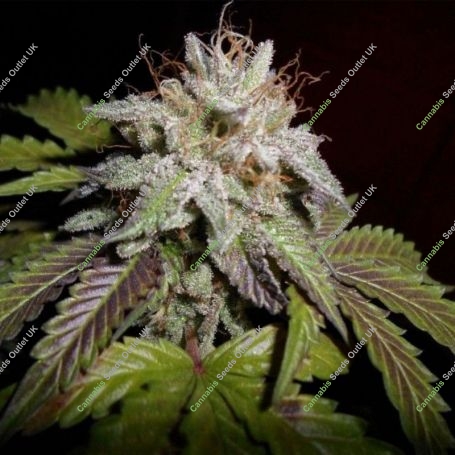 Sherbet S1 Feminized Marijuana Strain by Pheno Finder Seeds For Sale Online at Cannabis Seeds Outlet