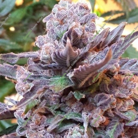Purple Strawberry Bliss Feminized Marijuana Strain by Pheno Finder Seeds For Sale Online at Cannabis Seeds Outlet
