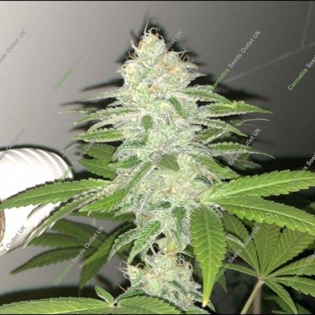 Lemon Sherbert Feminized Marijuana Strain by Pheno Finder Seeds For Sale Online at Cannabis Seeds Outlet
