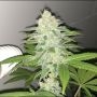 Lemon Sherbert Feminized Marijuana Strain by Pheno Finder Seeds For Sale Online at Cannabis Seeds Outlet