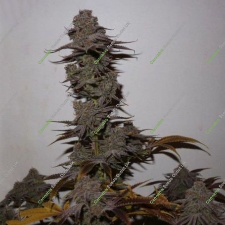 Purple Strawberry Sherbert Feminized Marijuana Strain by Pheno Finder Seeds For Sale Online at Cannabis Seeds Outlet