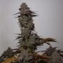 Purple Strawberry Sherbert Feminized Marijuana Strain by Pheno Finder Seeds For Sale Online at Cannabis Seeds Outlet