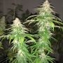 Pheno Finder Seeds Purple Strawberry Sherbert Smoke Buds Weed Ganja Skunk Dope Pot Images Pics Nuggets