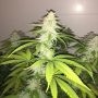 Simple Wedding Cake S1 Feminized Marijuana Strain by Pheno Finder Seeds For Sale Online at Cannabis Seeds Outlet