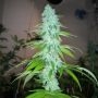 Pheno Finder Seeds Simple Wedding Cake S1 Smoke Buds Weed Ganja Skunk Dope Pot Images Pics Nuggets