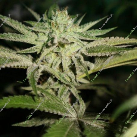 Chemhead OG Feminized Marijuana Strain by Pheno Finder Seeds For Sale Online at Cannabis Seeds Outlet