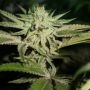 Chemhead OG Feminized Marijuana Strain by Pheno Finder Seeds For Sale Online at Cannabis Seeds Outlet