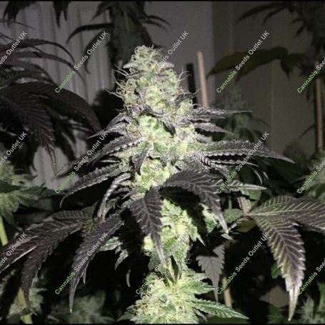Do Z Dos Feminized Marijuana Strain by Pheno Finder Seeds For Sale Online at Cannabis Seeds Outlet