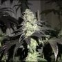 Do Z Dos Feminized Marijuana Strain by Pheno Finder Seeds For Sale Online at Cannabis Seeds Outlet