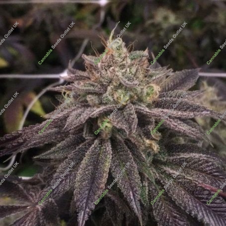 StarCake Feminized Marijuana Strain by Pheno Finder Seeds For Sale Online at Cannabis Seeds Outlet