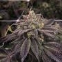 StarCake Feminized Marijuana Strain by Pheno Finder Seeds For Sale Online at Cannabis Seeds Outlet