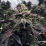 Pheno Finder Seeds StarCake Smoke Buds Weed Ganja Skunk Dope Pot Images Pics Nuggets