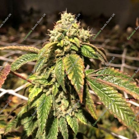 Blue Sherbalato Feminized Marijuana Strain by Pheno Finder Seeds For Sale Online at Cannabis Seeds Outlet