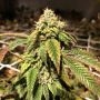 Blue Sherbalato Feminized Marijuana Strain by Pheno Finder Seeds For Sale Online at Cannabis Seeds Outlet