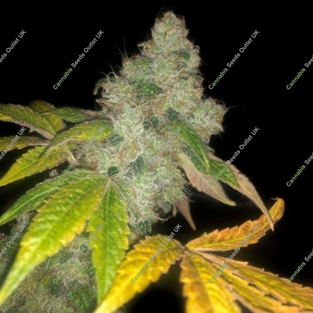 wedding cake Auto Feminized Marijuana Strain by Pheno Finder Seeds For Sale Online at Cannabis Seeds Outlet