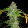 Pheno Finder Seeds wedding cake Auto Smoke Buds Weed Ganja Skunk Dope Pot Images Pics Nuggets