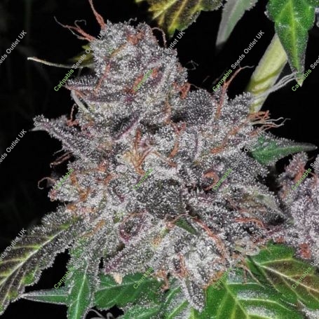 Rainbow Cake Feminized Marijuana Strain by Pheno Finder Seeds For Sale Online at Cannabis Seeds Outlet