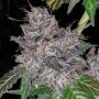 Rainbow Cake Feminized Marijuana Strain by Pheno Finder Seeds For Sale Online at Cannabis Seeds Outlet