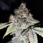 Pheno Finder Seeds Rainbow Cake Smoke Buds Weed Ganja Skunk Dope Pot Images Pics Nuggets